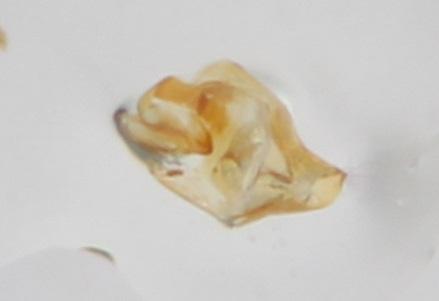 Réf. 255 376 : Neuraphes ruthenus